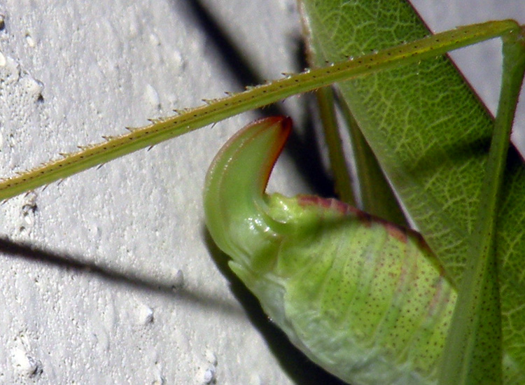 Phaneroptera nana, probabilmente